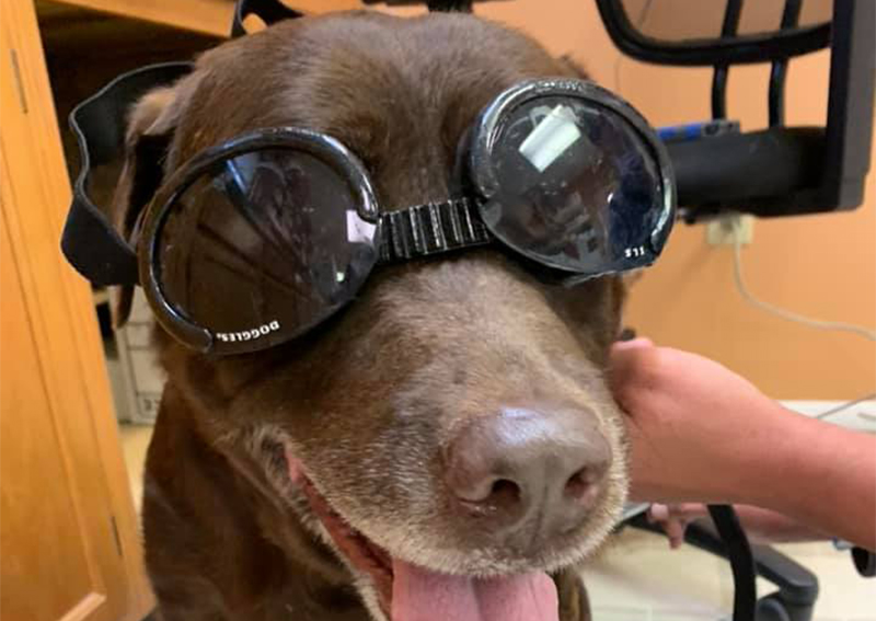 Dog Veterinary Care, Stillwater
